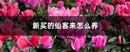 新买的仙客来怎么养