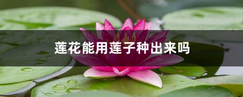 莲花能用莲子种出来吗，如何用莲子种莲花