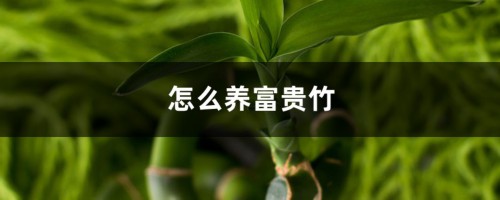 怎么养富贵竹，富贵竹图片