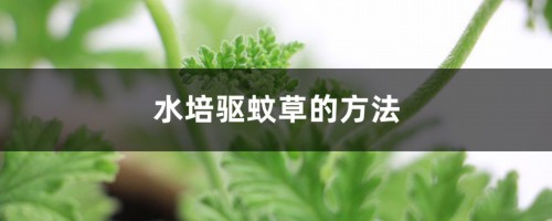 水培驱蚊草的方法