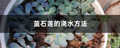 蓝石莲的浇水方法